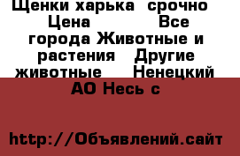 Щенки харька! срочно. › Цена ­ 5 000 - Все города Животные и растения » Другие животные   . Ненецкий АО,Несь с.